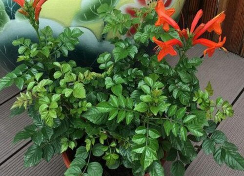 凌霄花水培几天生根 凌霄花可以水培生根吗