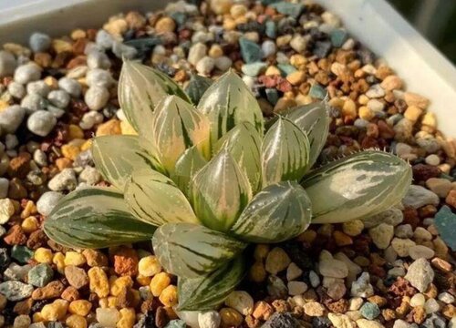 霓虹灯玉露