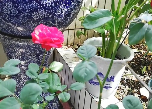 月季花怎么修剪新芽呼呼冒