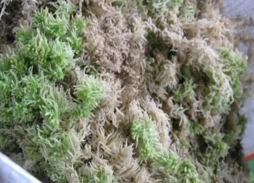 兰花盆面铺设水苔需要注意什么