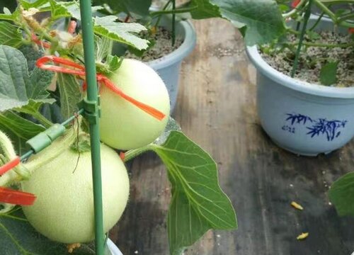 甜瓜如何整枝打杈留瓜 （种植露天甜瓜摘心打杈留瓜技术）