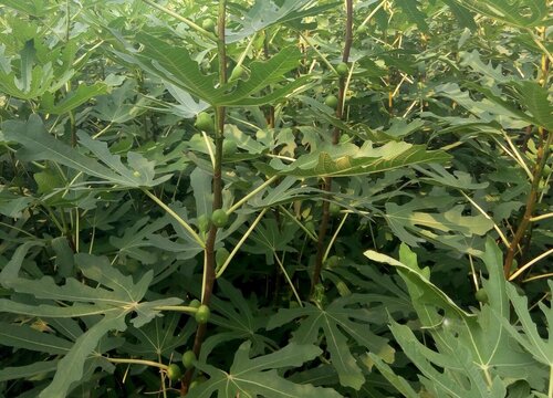 无花果树苗3