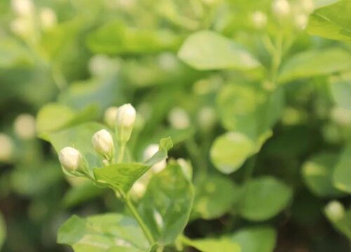 茉莉花怎样才能养好长得好 盆栽茉莉花的养殖方法