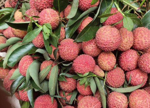 荔枝品种