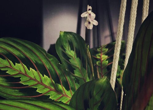 美丽竹芋适合室内养吗