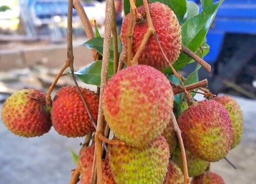 荔枝的品种有哪些 最好吃的荔枝品种排名