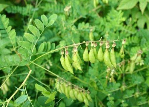 黄芪和西洋参的区别