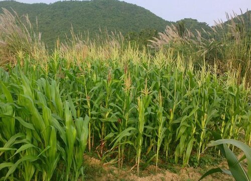 玉米种植每亩地需要多少斤底肥（播种玉米一大亩的底肥量）