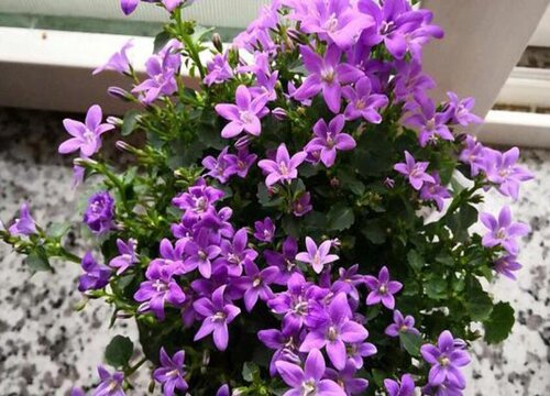 丹麦风铃花有毒吗