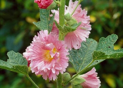 蜀葵怎么养护花期长