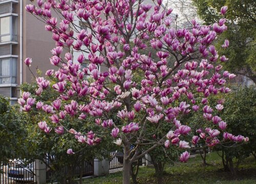 北方庭院十大吉祥之树 北方院子种什么树最吉利
