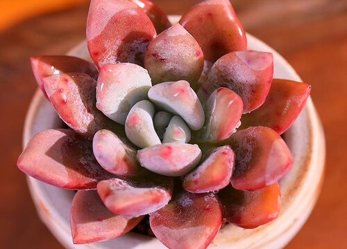 奥普琳娜多肉14