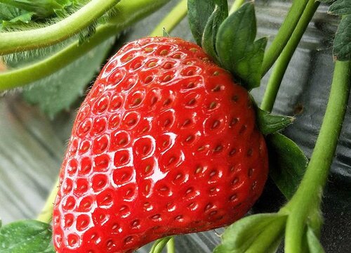 北方露天草莓什么时候种植最好 露天草莓几月份种植