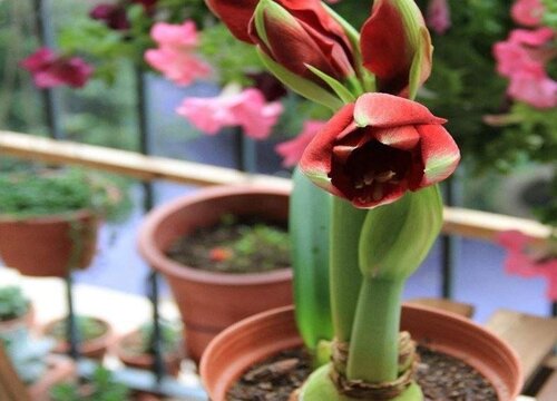 对红花与朱顶红区别  是一个品种吗