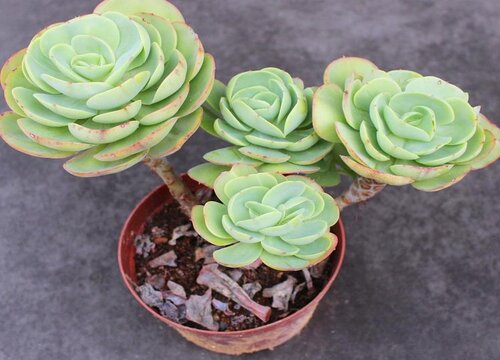 多肉的种植方法和养护