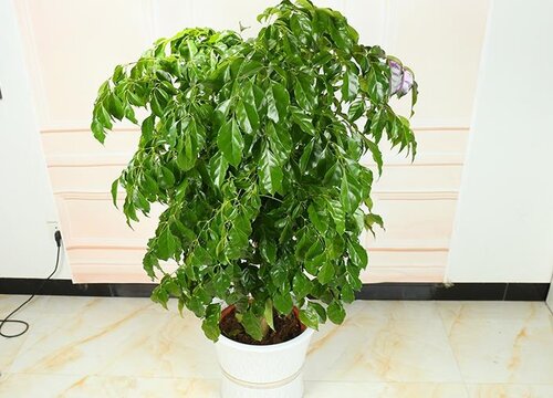 植物正确的浇水时间以及早晚浇水的区别
