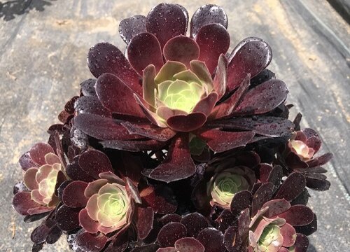 种植黑法师日常养护方法