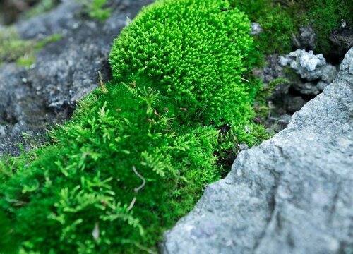 青苔怎么养兰花根粗芽壮易复花