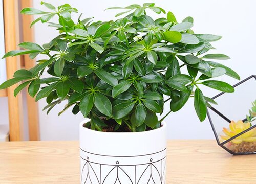 如何养护鸭掌木长得好