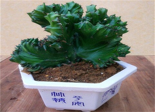 多肉植物麒麟受了冻害怎么处理