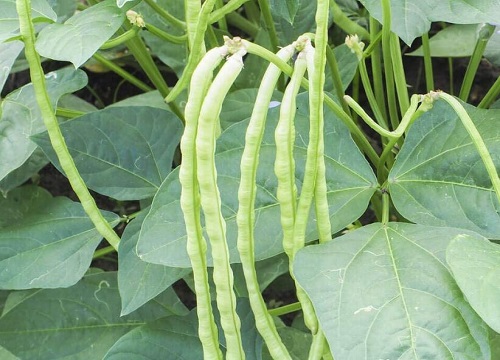 豇豆和四季豆的区别图片 区别是什么