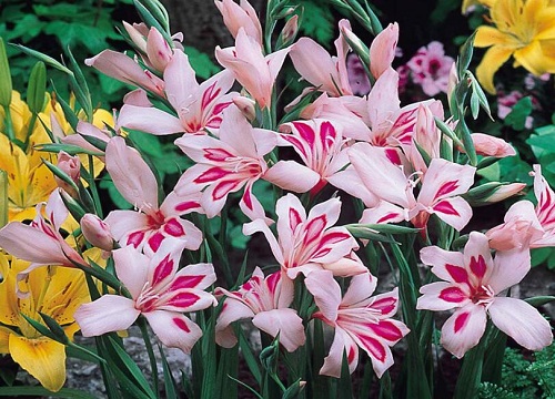唐菖蒲只长叶子不开花