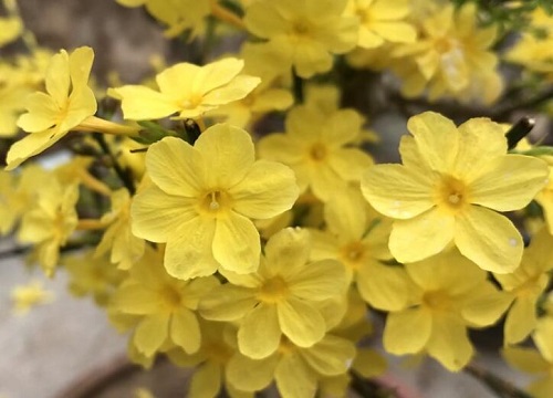 探春花怎样养殖让它开出鲜艳的花来