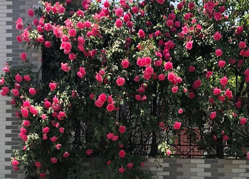 月季花能吃吗 月季花的吃法及有什么功效