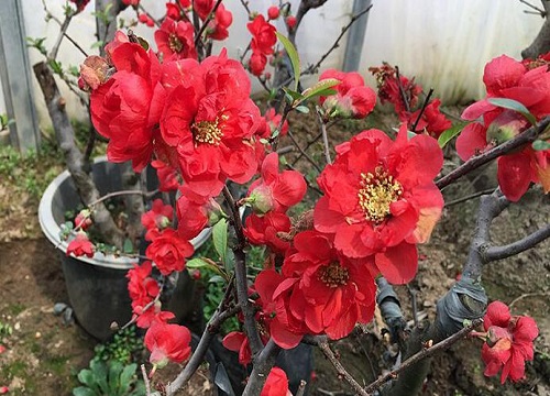 海棠花3