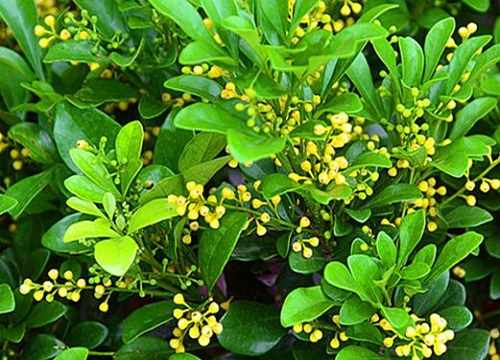 米兰花怎么养护不断开花
