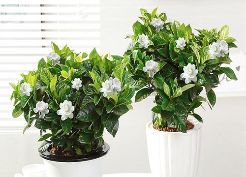栀子花和茉莉的区别