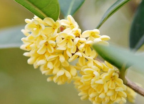 桂花树的根无法正常呼吸怎么办