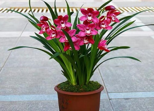 兰花怎么养护根系强壮