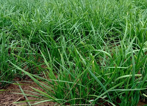 韭菜冲施什么肥料好（种韭菜用什么肥料浇长得最好）