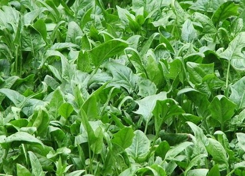 菠菜种植施用什么肥料适宜（种菠菜的科学施肥办法）