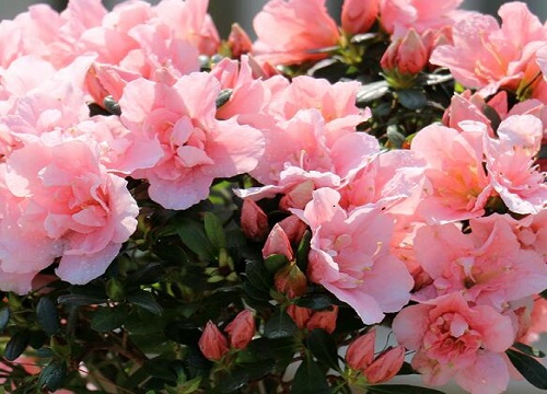 想要杜鹃花叶片不长斑该怎么养护