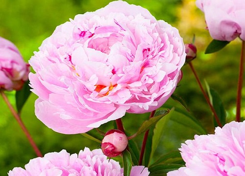 家里为什么不能养芍药花 芍药适合种在家里吗