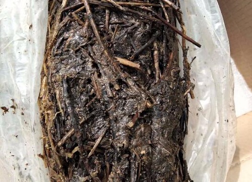 用什么土养护君子兰叶子绿油油