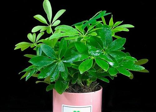 鸭掌木如何养殖叶子绿油油的