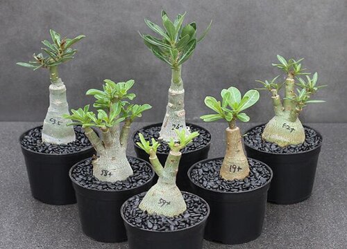 剪枝后的沙漠玫瑰如何养护开花
