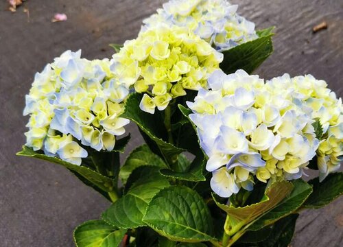 绣球花为什么只长叶子不开花