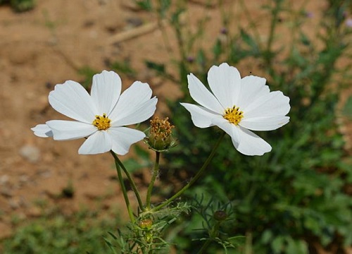 波斯菊怎么种植方法