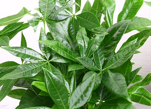 客厅摆放什么植物最好最招财 适合家里摆放的招财植物