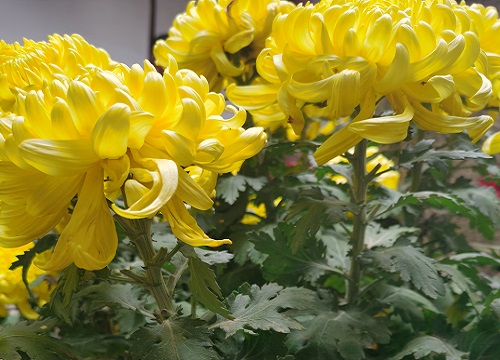 菊花可以吃吗 自己家里种的观赏菊花能食用吗
