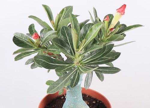 沙漠玫瑰花期短是什么原因造成的