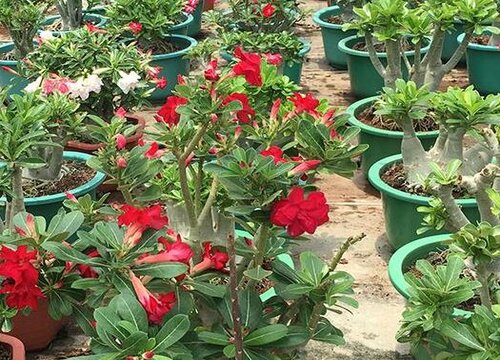 沙漠玫瑰如何掌握好这些施肥技巧