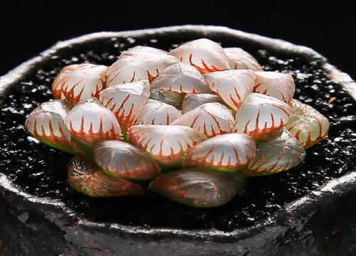 玉露夏天如何养护叶片水嫩