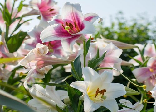百合花能开花多少天 百合花开一次能开多长时间
