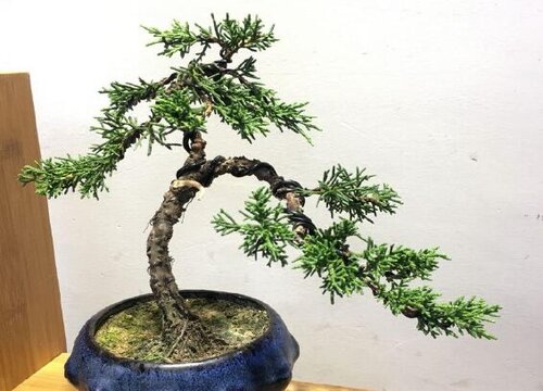 柏树1