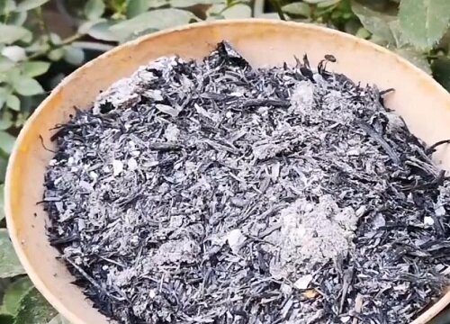 怎么解决多肉根腐的问题